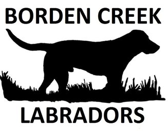 Borden Creek Labradors&#8203;Bob Borden: 307-337-8120